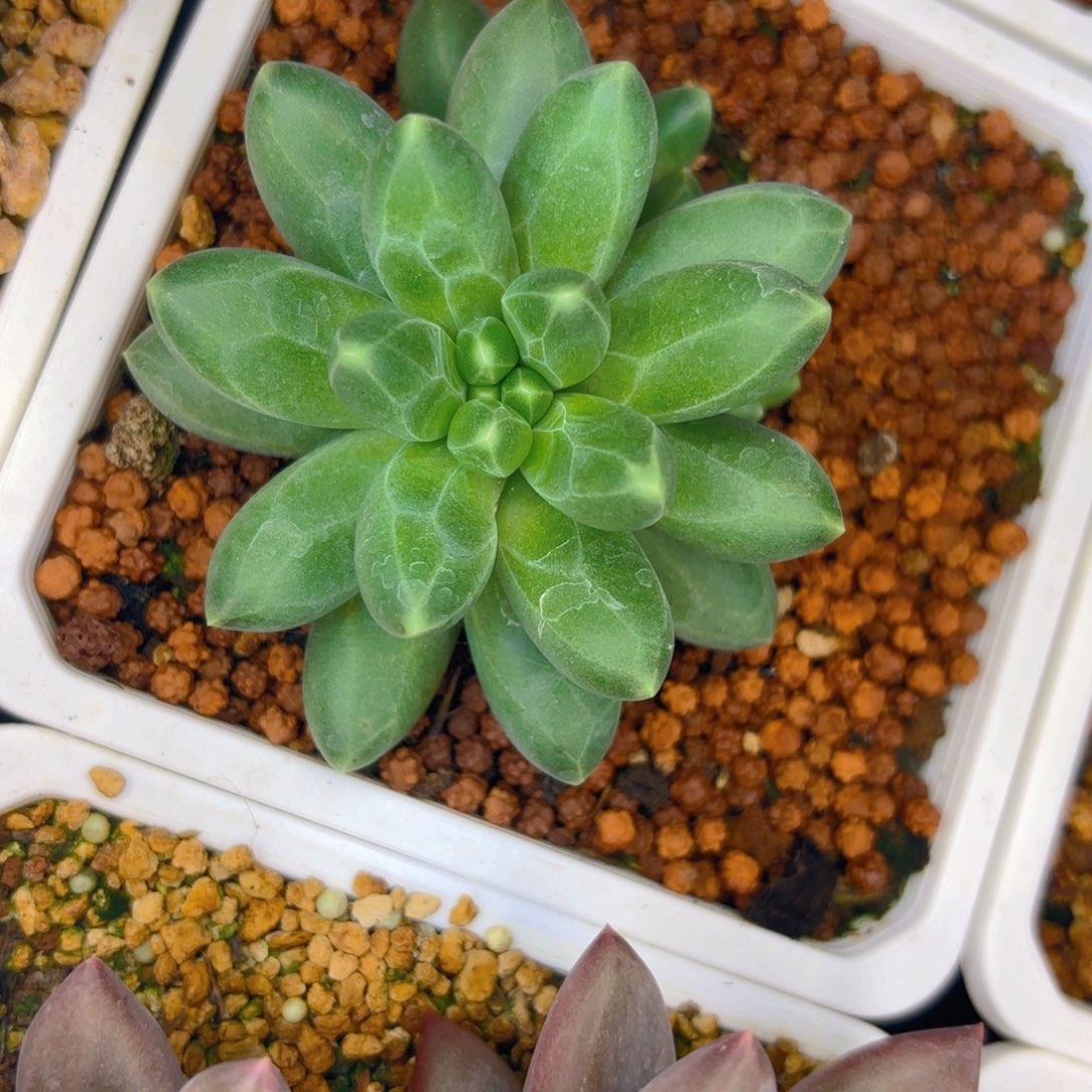 美人个体一物一拍