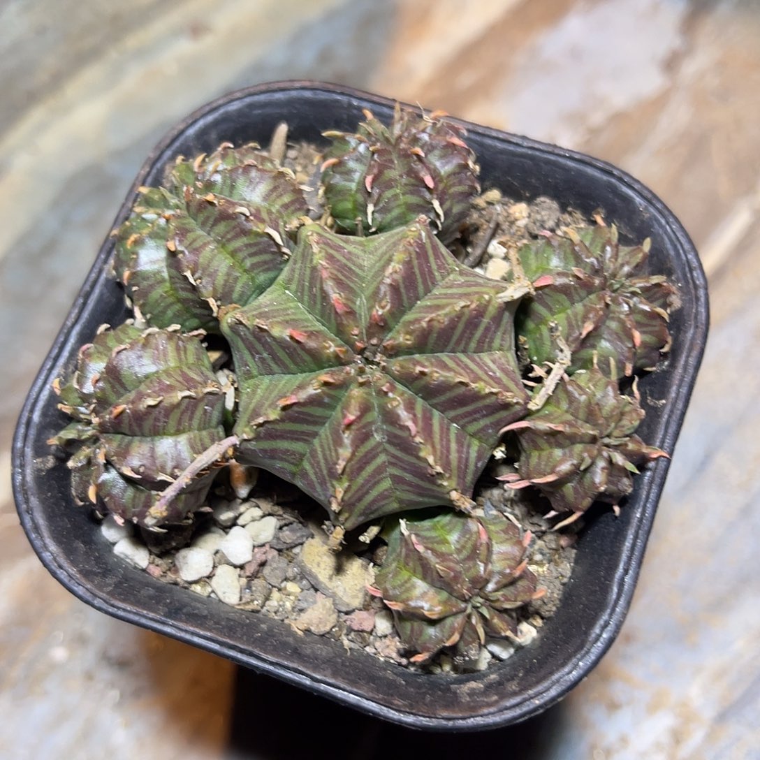 法利达大群一物一拍