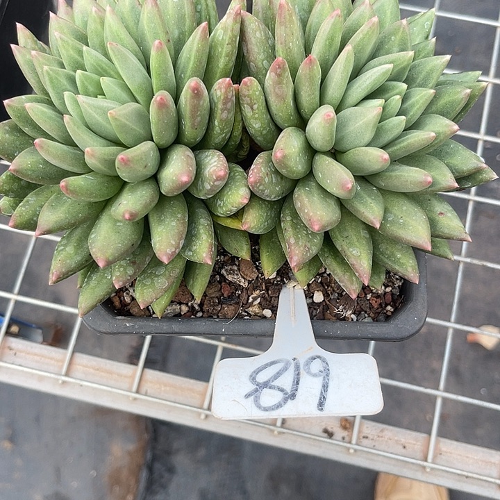 伊***陈两单包邮，一物一拍618