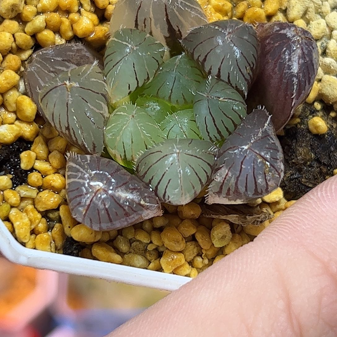 蓝镜锦十二卷多肉植物