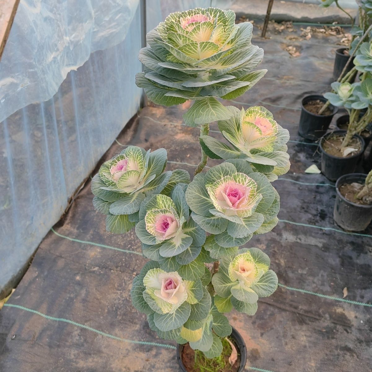 一物一拍羽衣甘蓝盆栽冬日玫瑰独杆棒棒糖阳台庭院花卉盆栽好养活