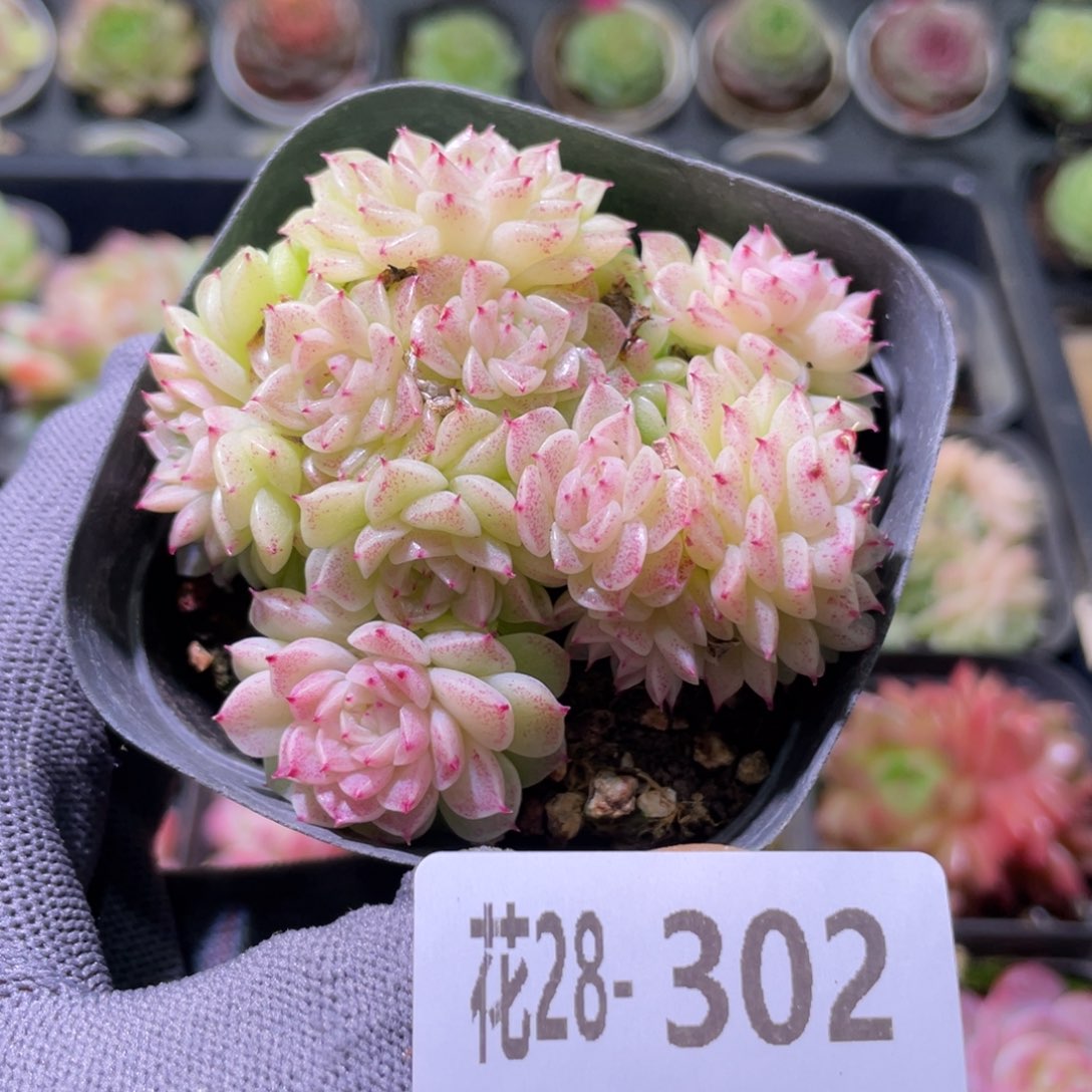 花利美28-302麦秆群