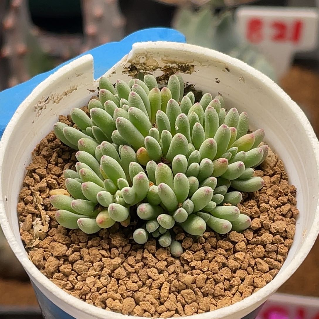 紫花葵珊瑚仙人球多肉