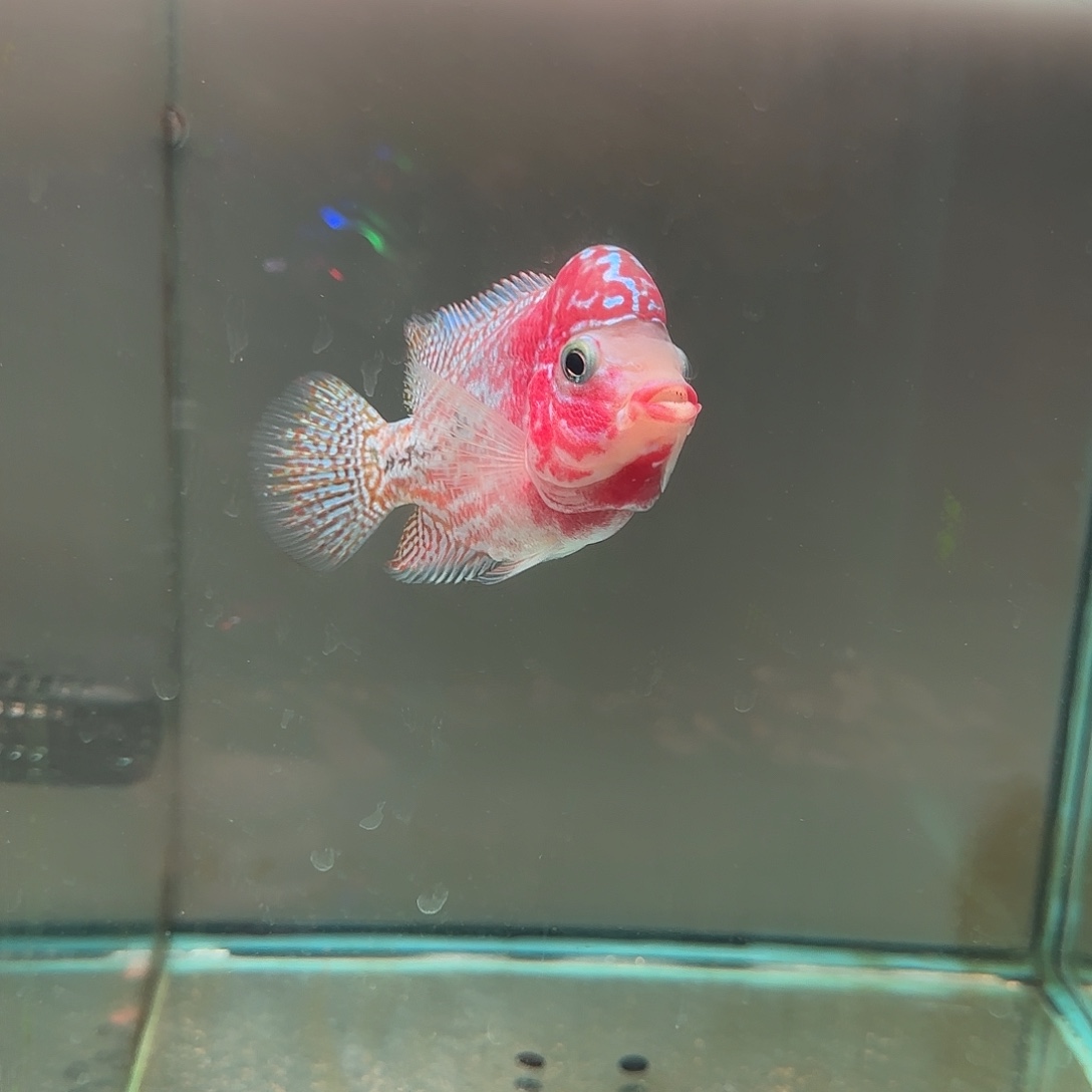 罗汉鱼泰国进口罗汉鱼