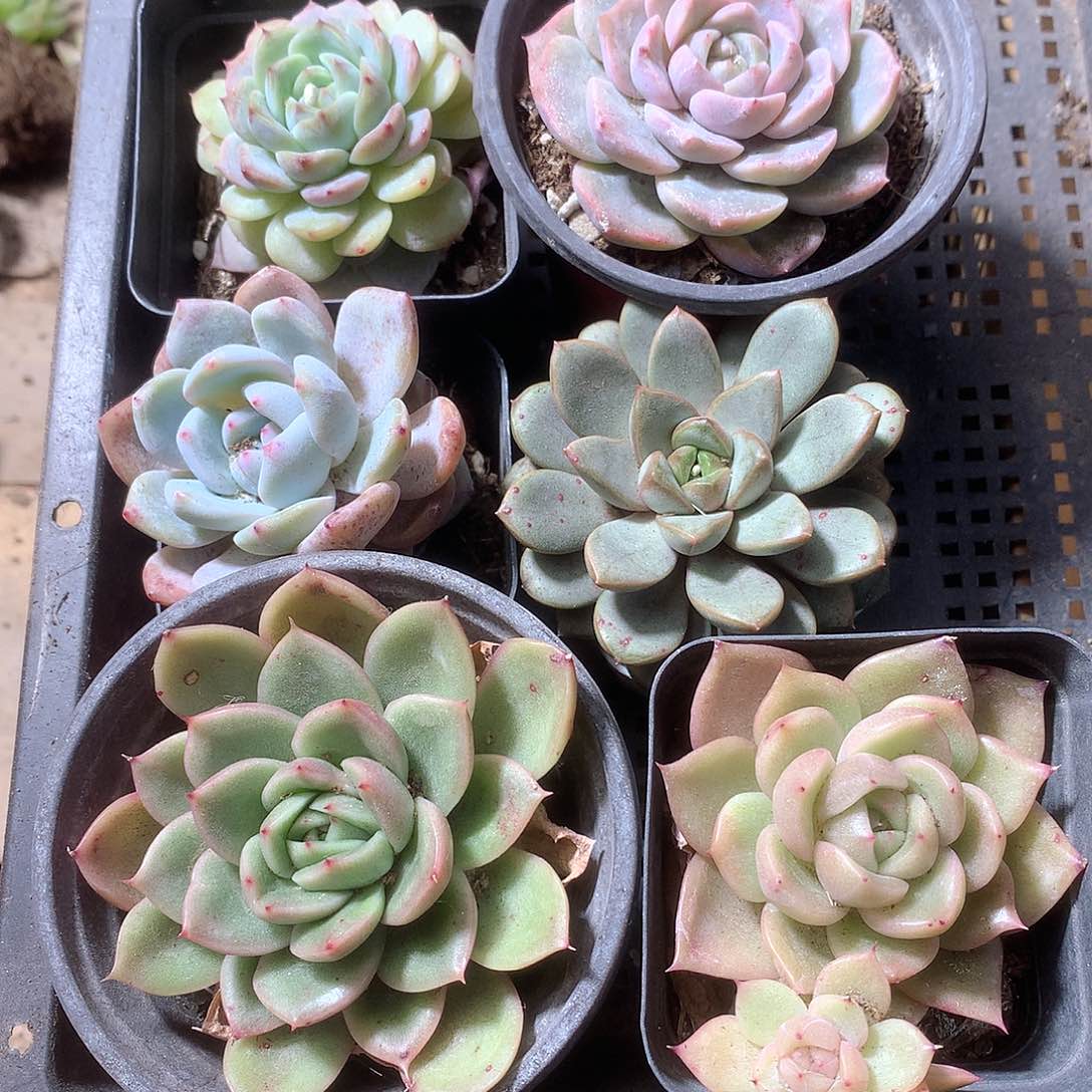 多肉植物带盆7颗