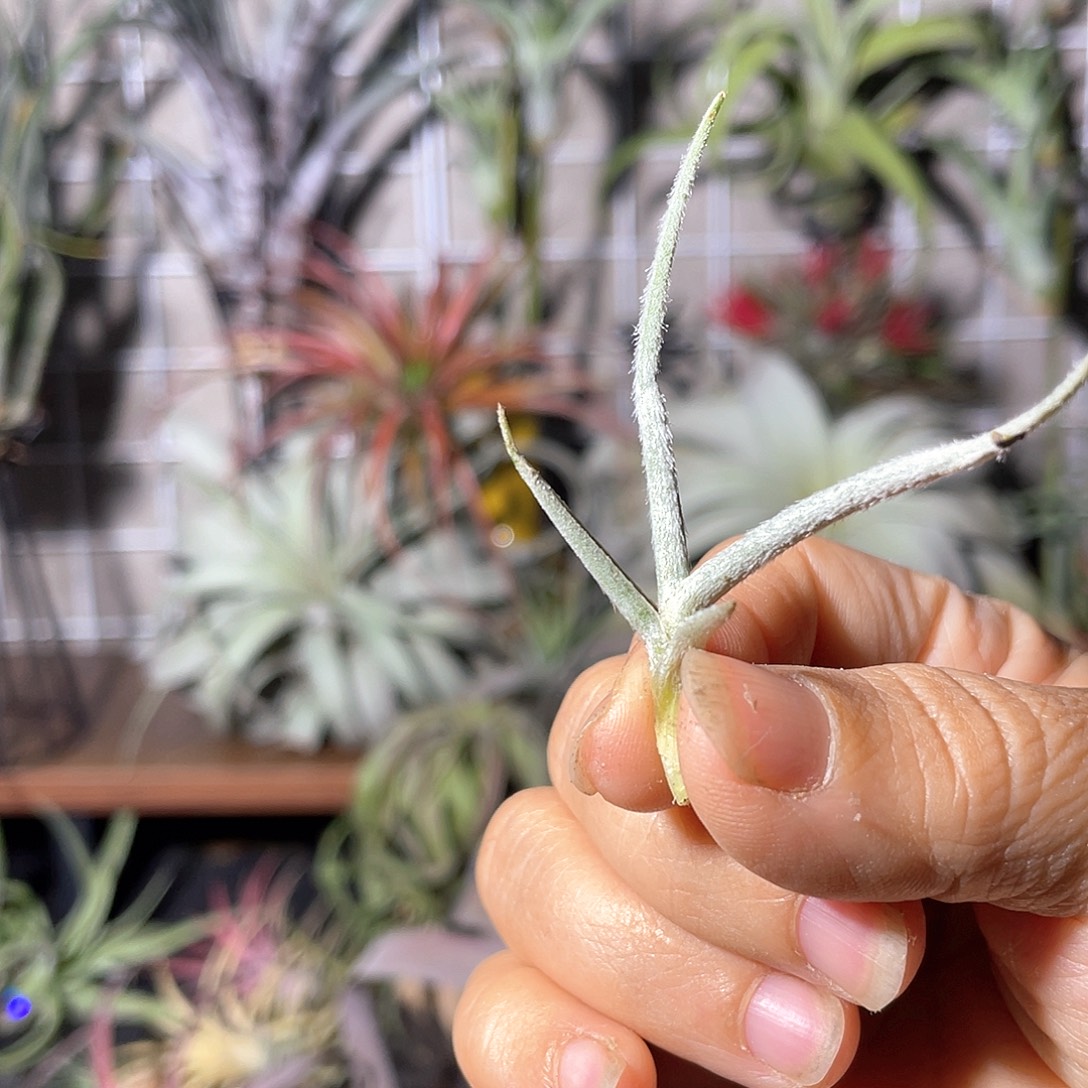 m***o毛猴侧芽 空气凤梨