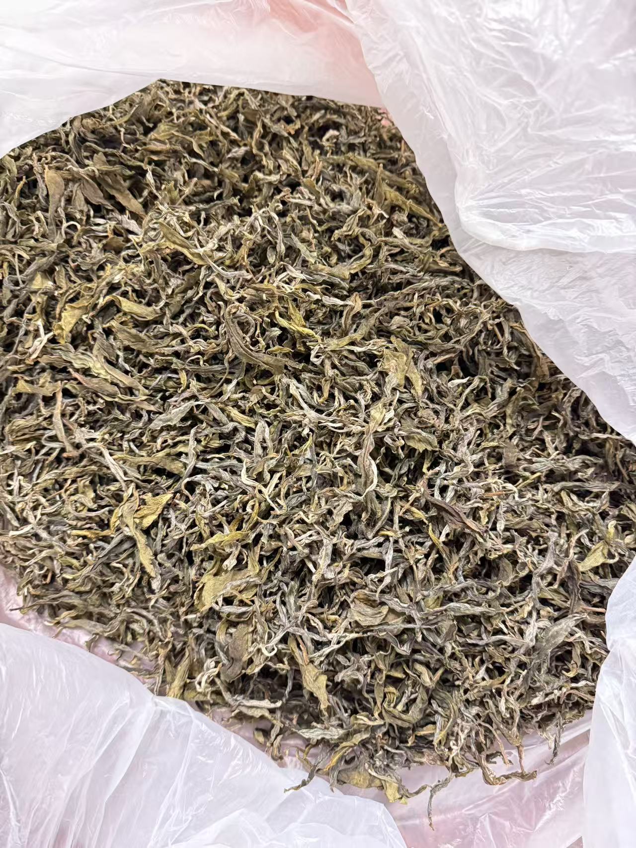 生态云南大雪山单株2025秋茶