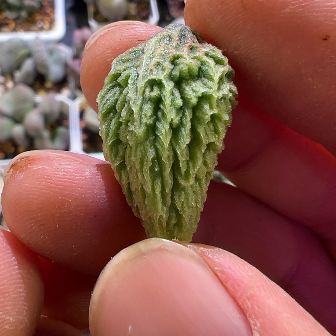 倒刺款卡洛琳叶片