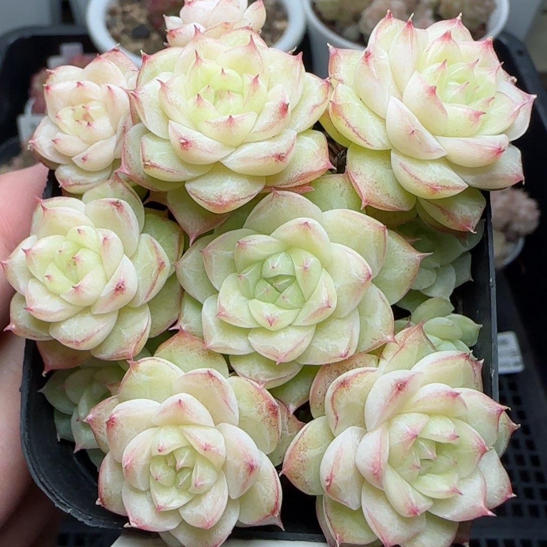 0117-190花朵麦秆