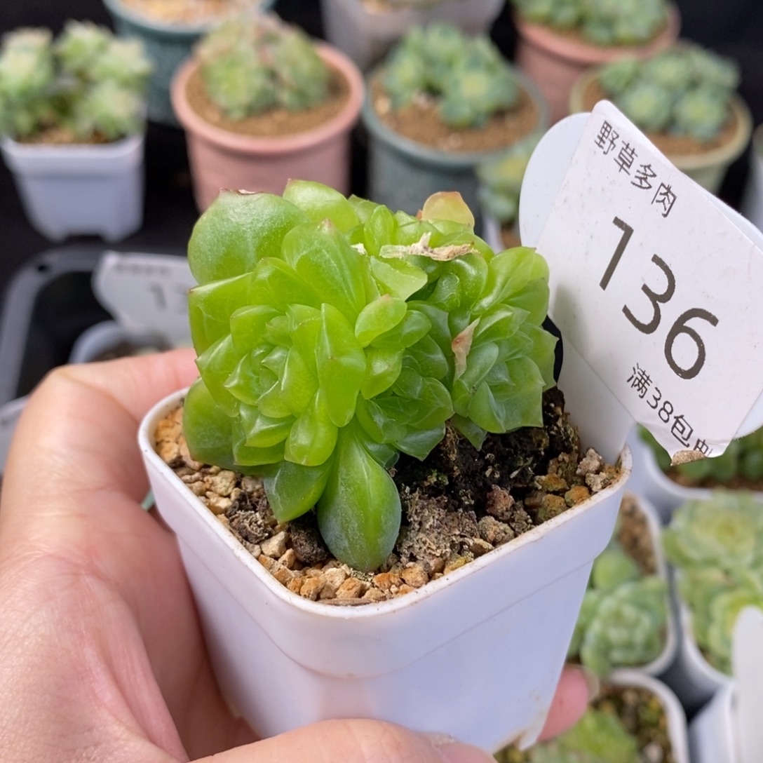 谪仙六头群一颗136号