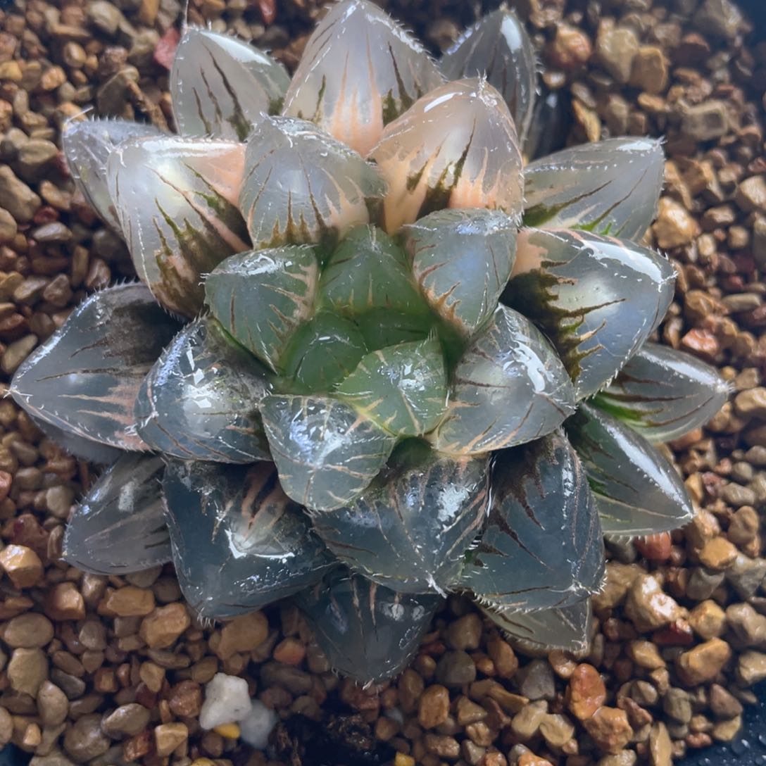 20.十二卷多肉赤线玉露锦。      