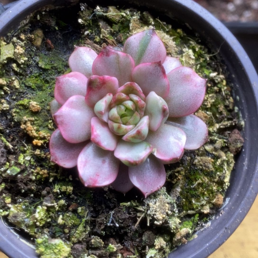 204血燕锦锦锦锦锦锦