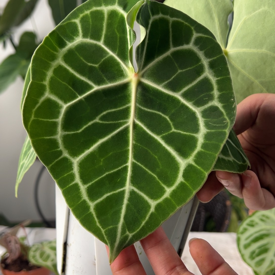 完全开放印尼密纹克莱恩