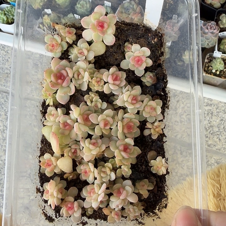 飘枝甜心一饭盒切糕