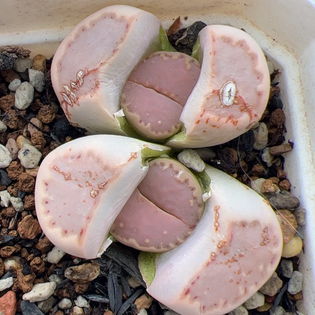 0417号饼干 多肉植物