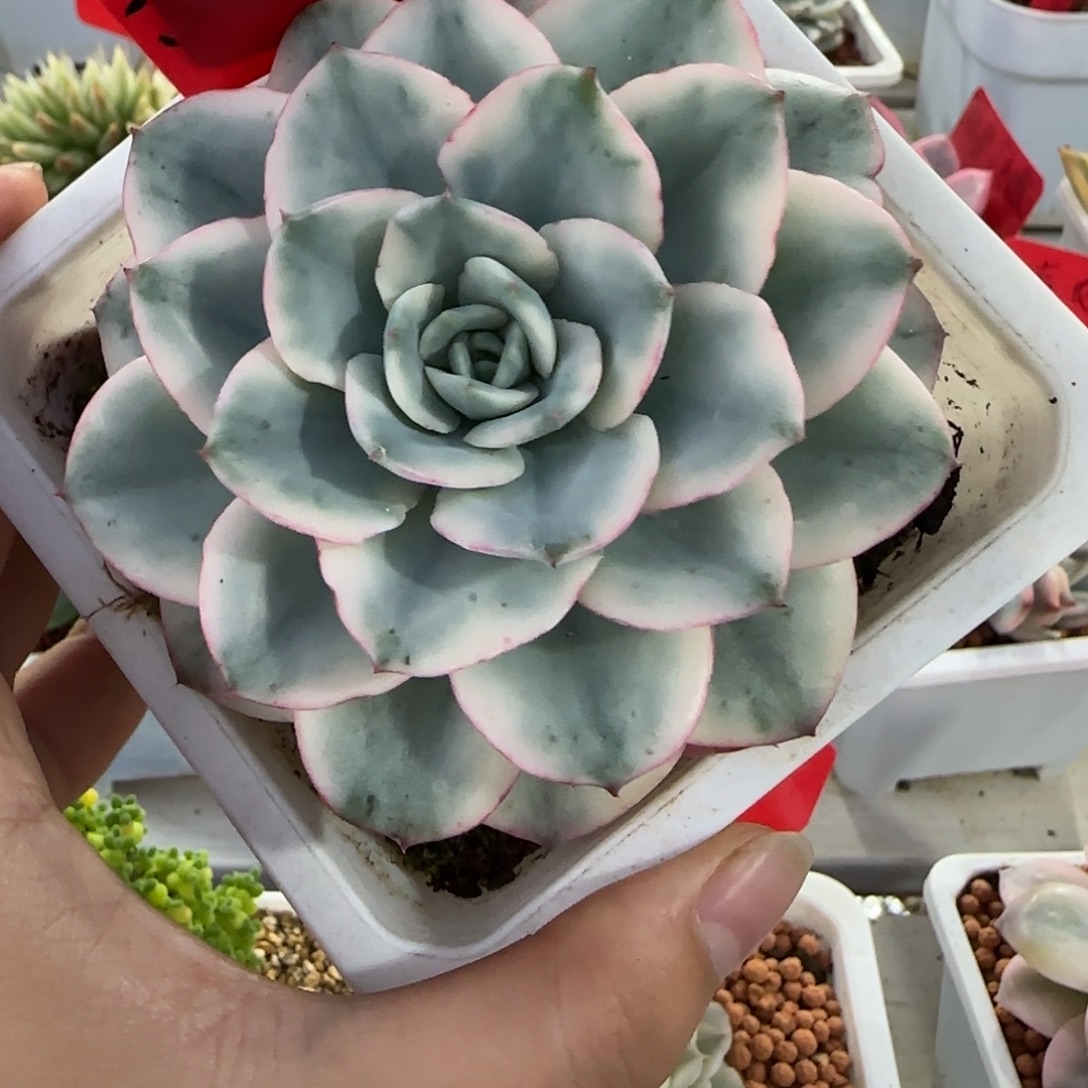 249奶油黄桃锦多肉植物