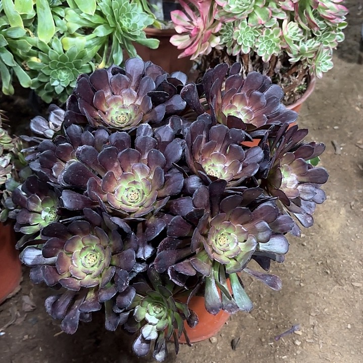 多肉植物黑暗萝莉2