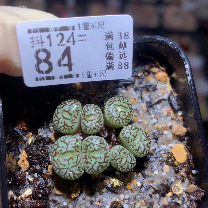 精品生石花124.84