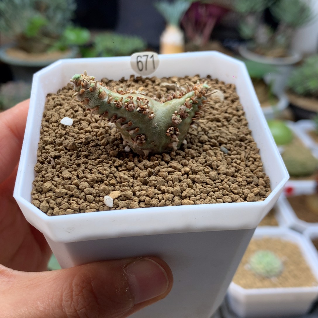 白皮月界带盆母本671