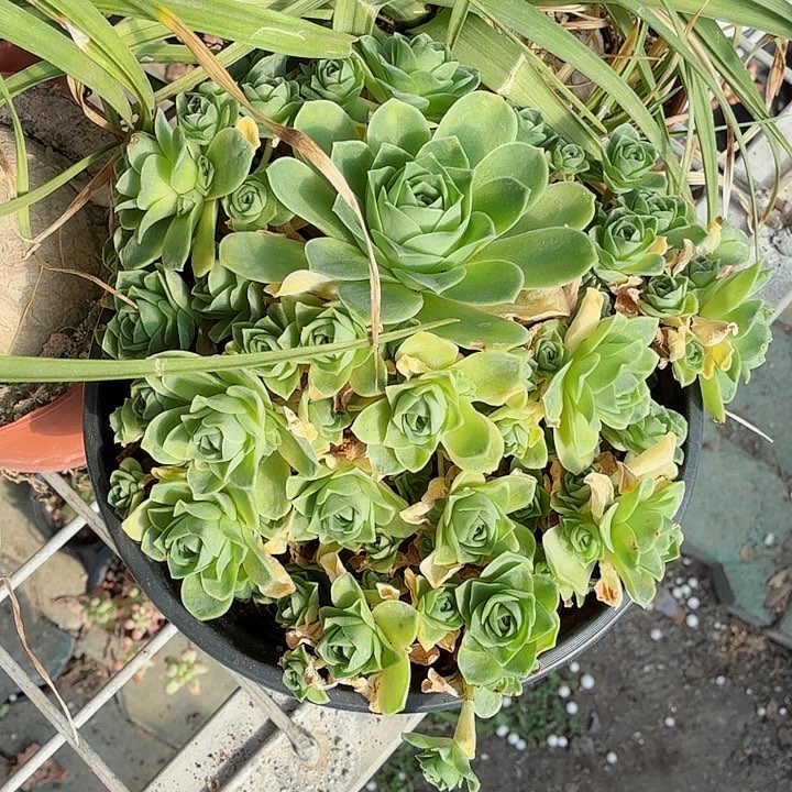 山地玫瑰群生多肉植物精品