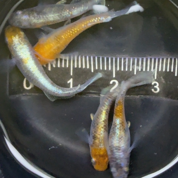 青鳉鱼04三色干20号