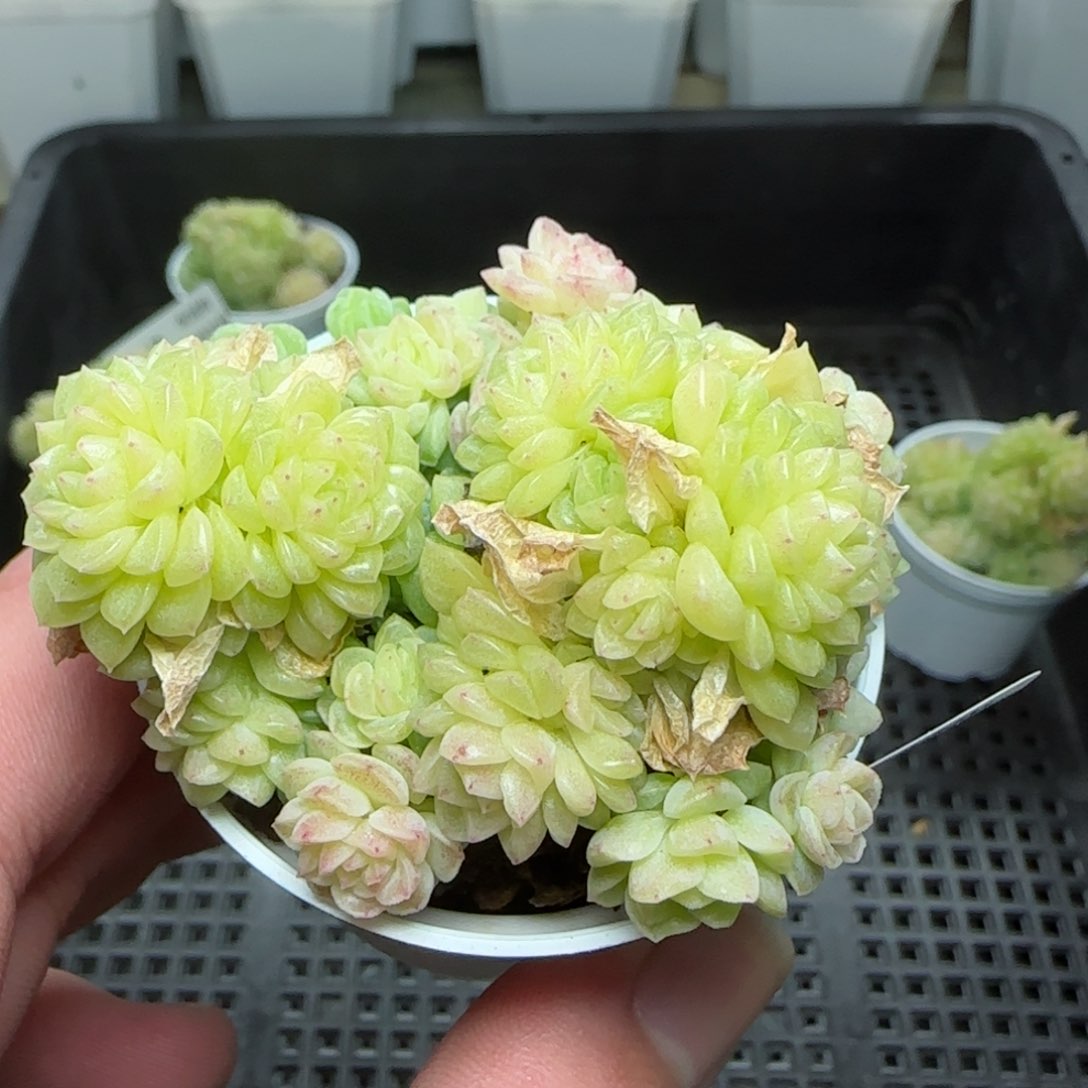 0130-250（TTP-224）