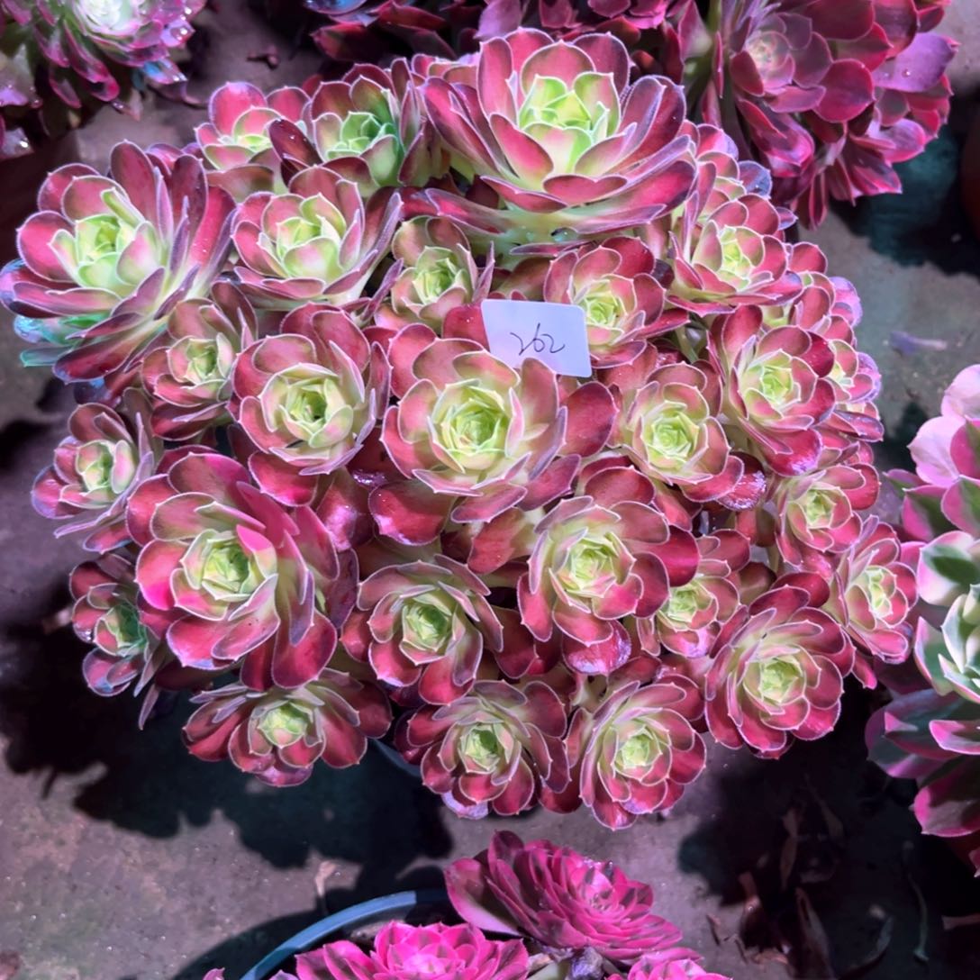 多肉植物韶华 262