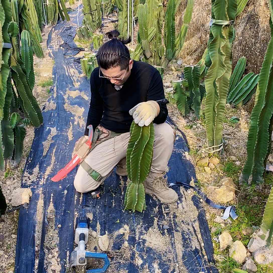 秘鲁苹果子弹头高度60厘米以上无根