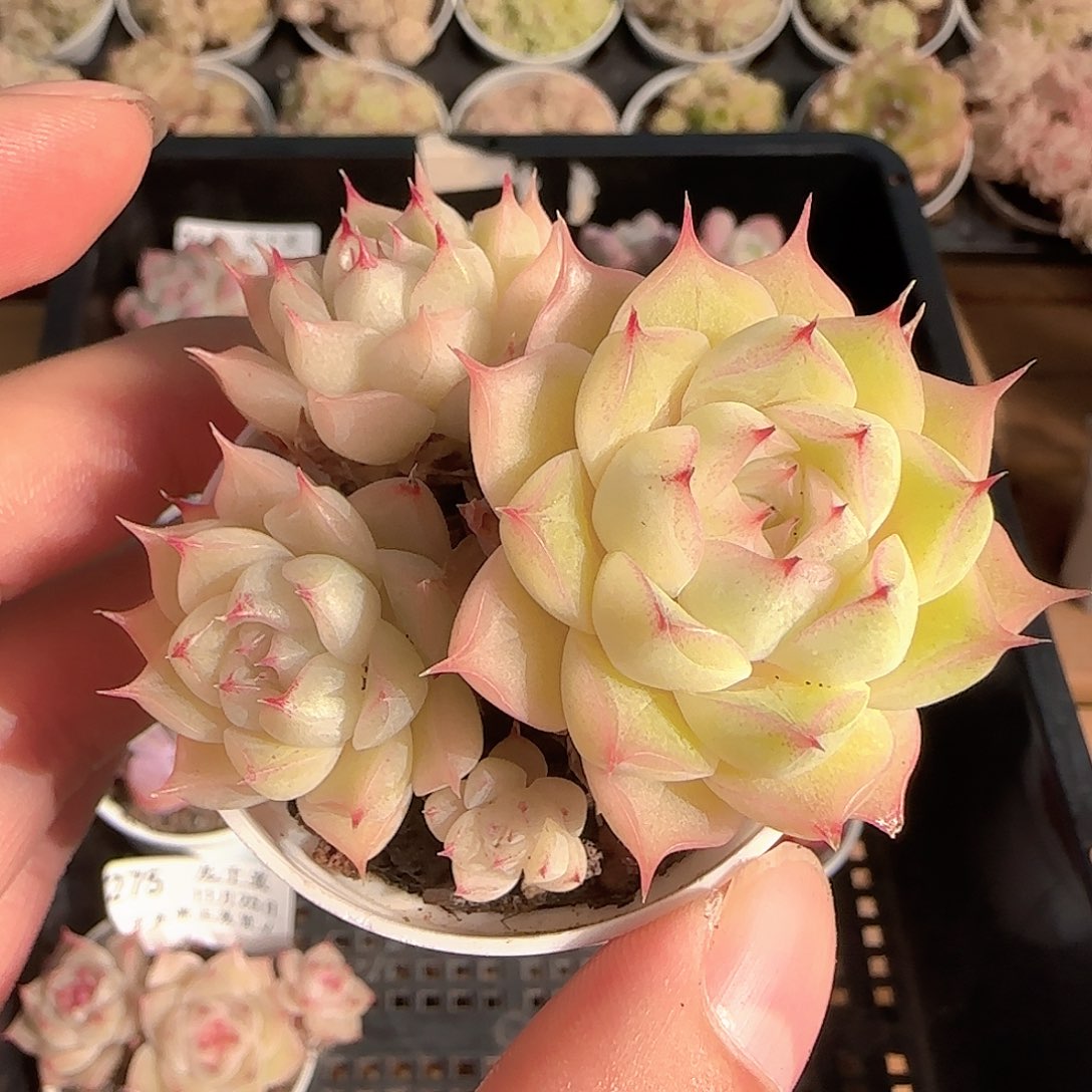 多肉1125-276麦秆群