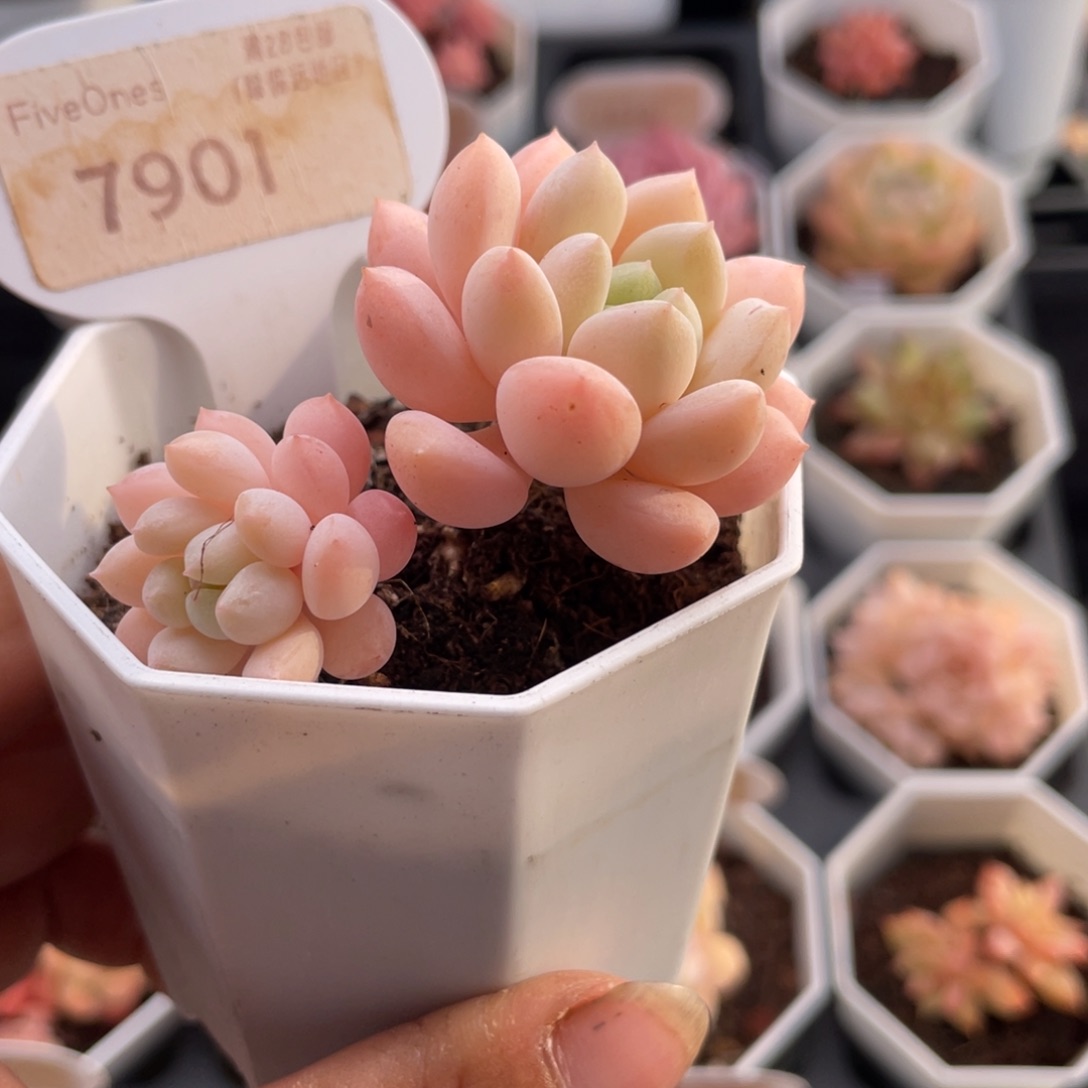 明珠7901-5.0厘米