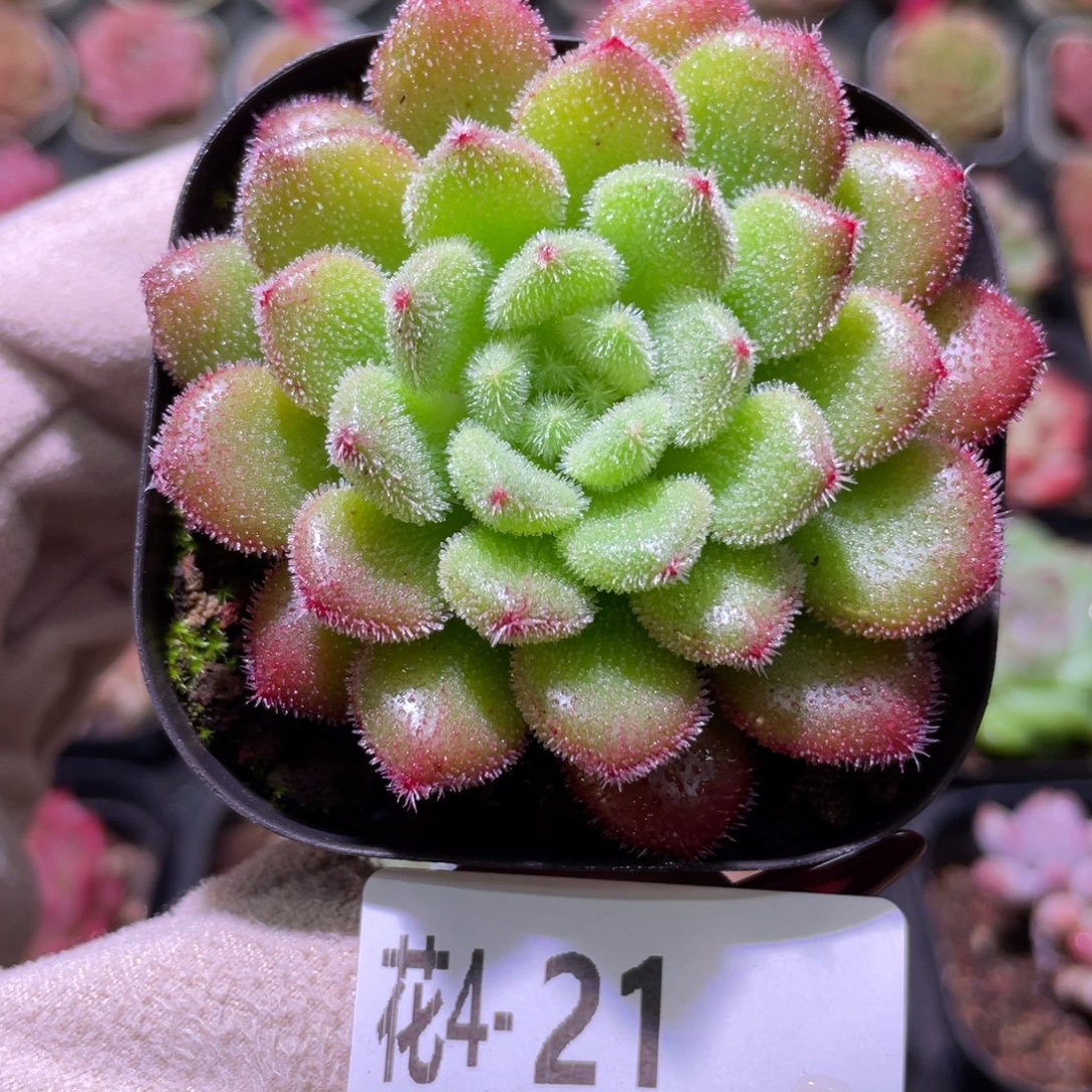 花利美4-21红毛丹