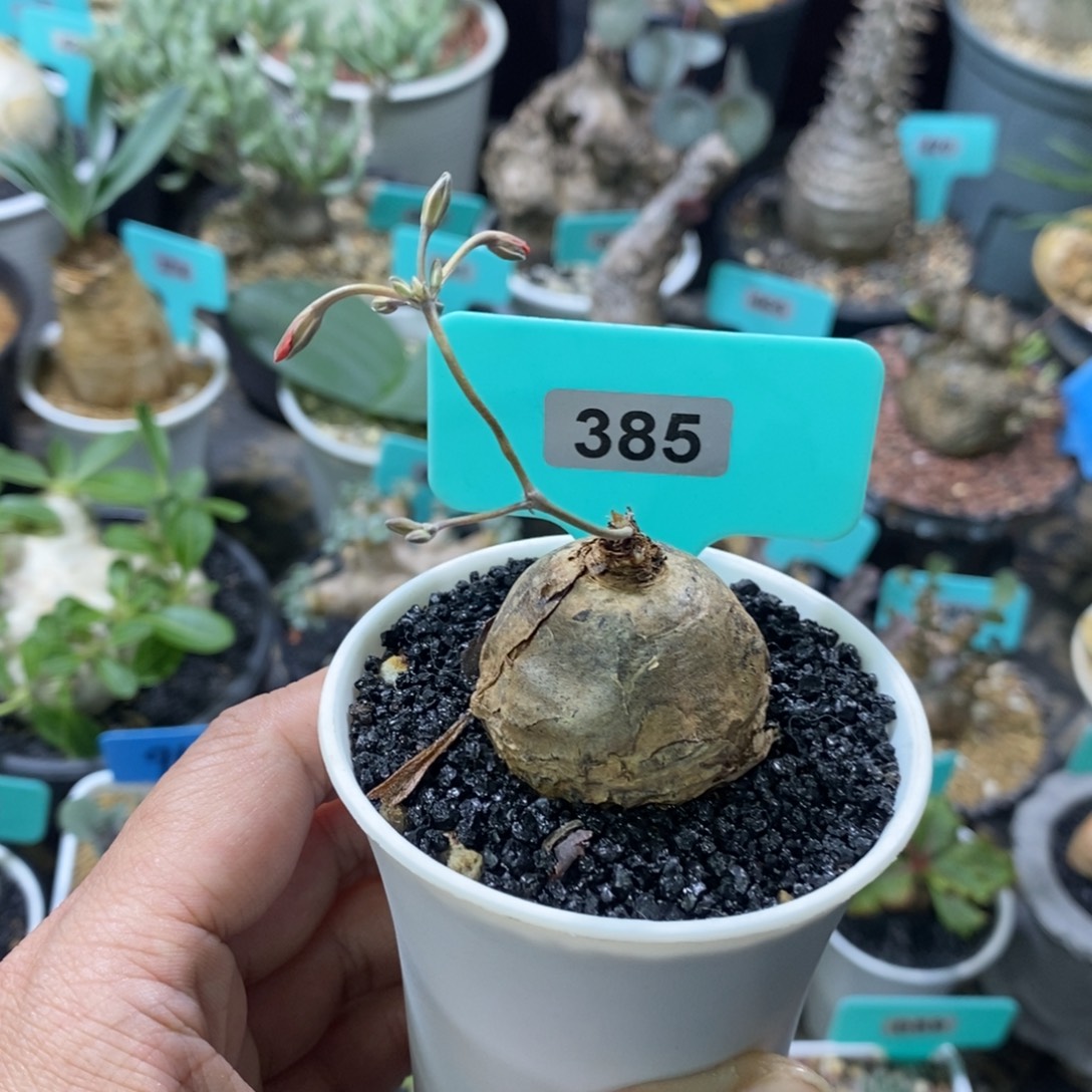 肾叶杨奎多肉植物