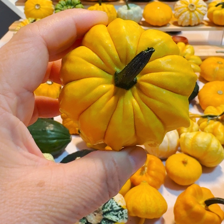 邂*墨西哥七彩葫芦青皮