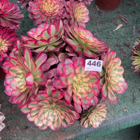 446维纳斯朵朵多肉，