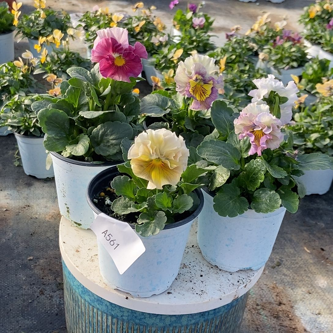 大部分花苞少量开放561