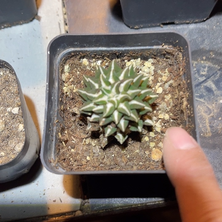 满38包邮2天凑单，脱土晾根发货多肉植物自根黑牡丹