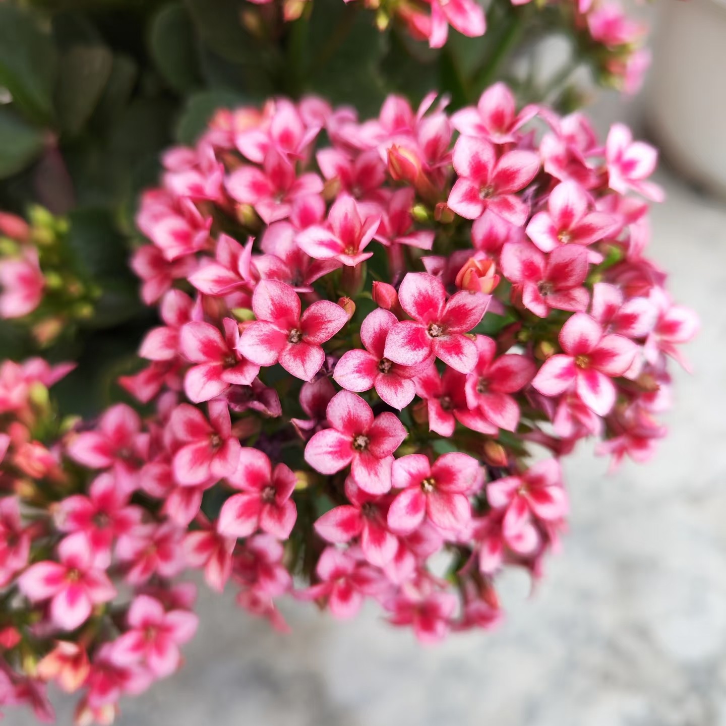 水彩～130盆【满两颗包邮】稀有单瓣长寿室内盆栽花卉