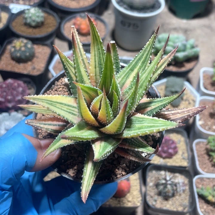 515硬叶鼓笛自然锦