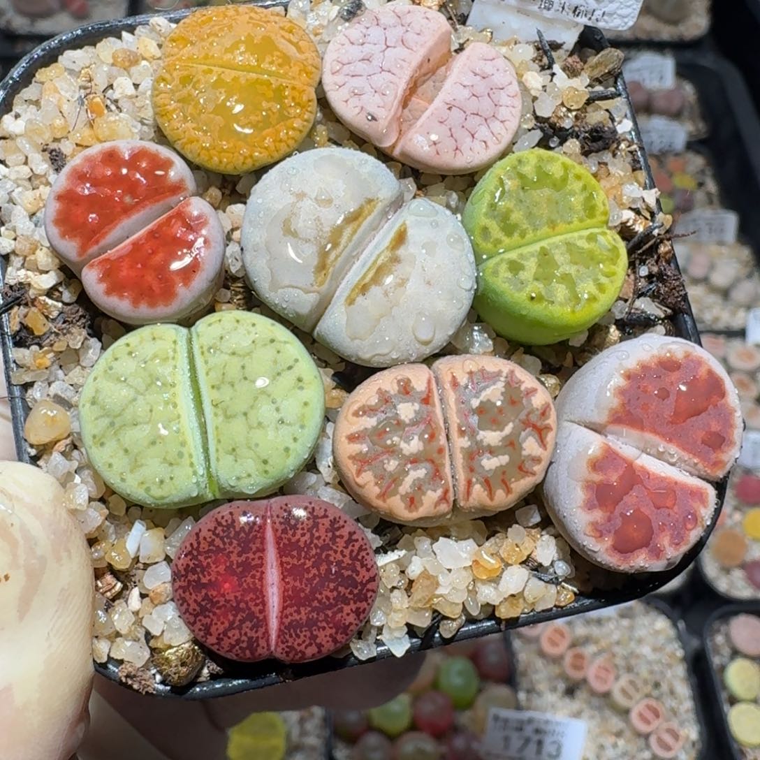 zzz好可爱的生石花1629