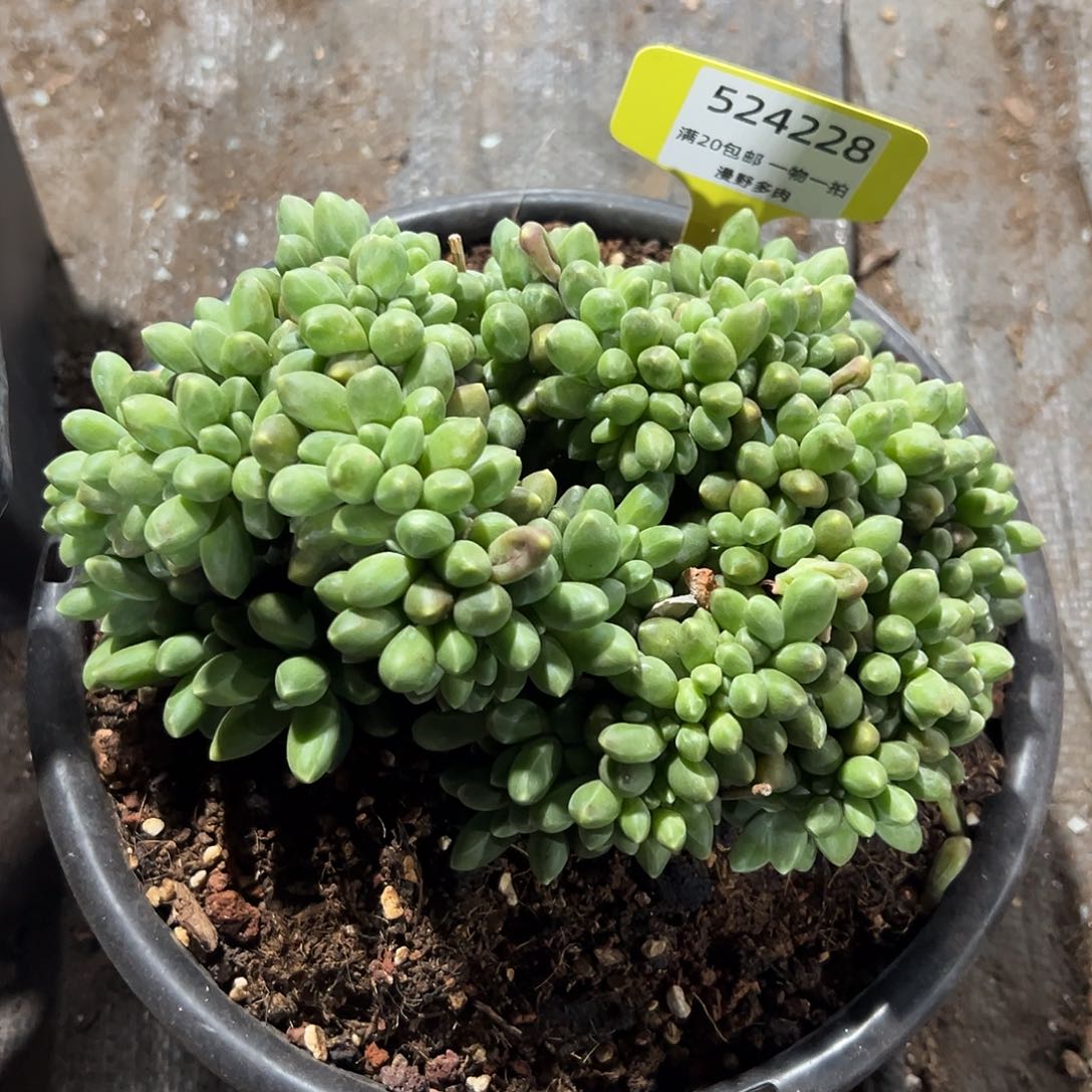 524228 千代田缀板子朵朵