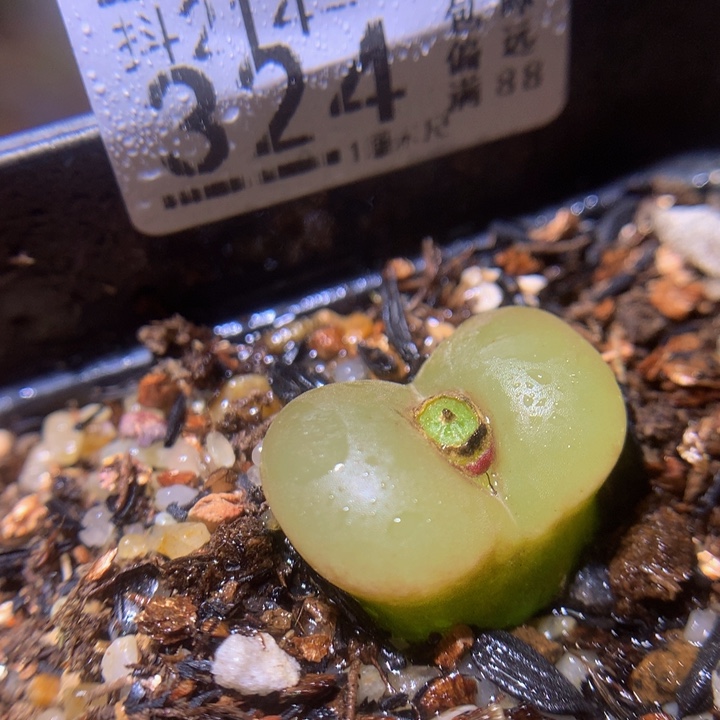 精品生石花214.324