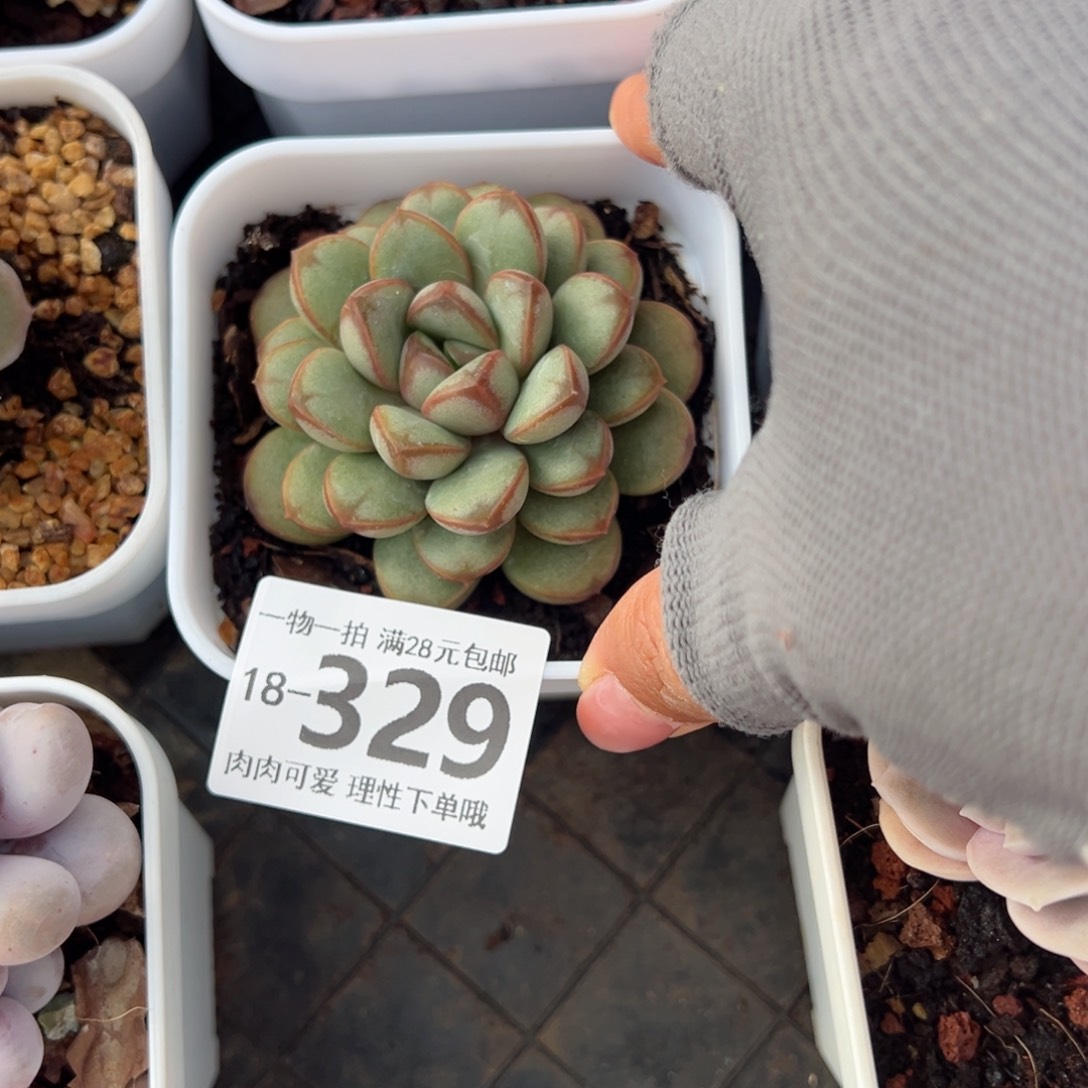 葡萄多肉多肉多肉多肉