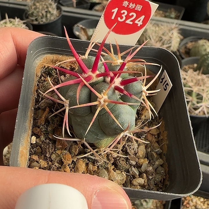 实生豪刺高木绯冠龙一颗星