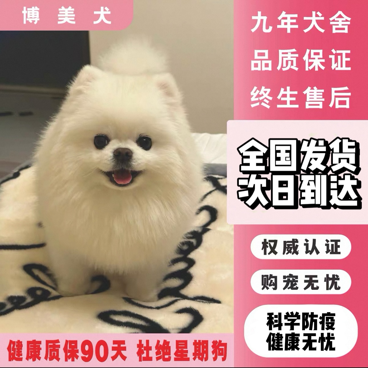 纯种博美幼犬茶杯犬小体犬  曲2