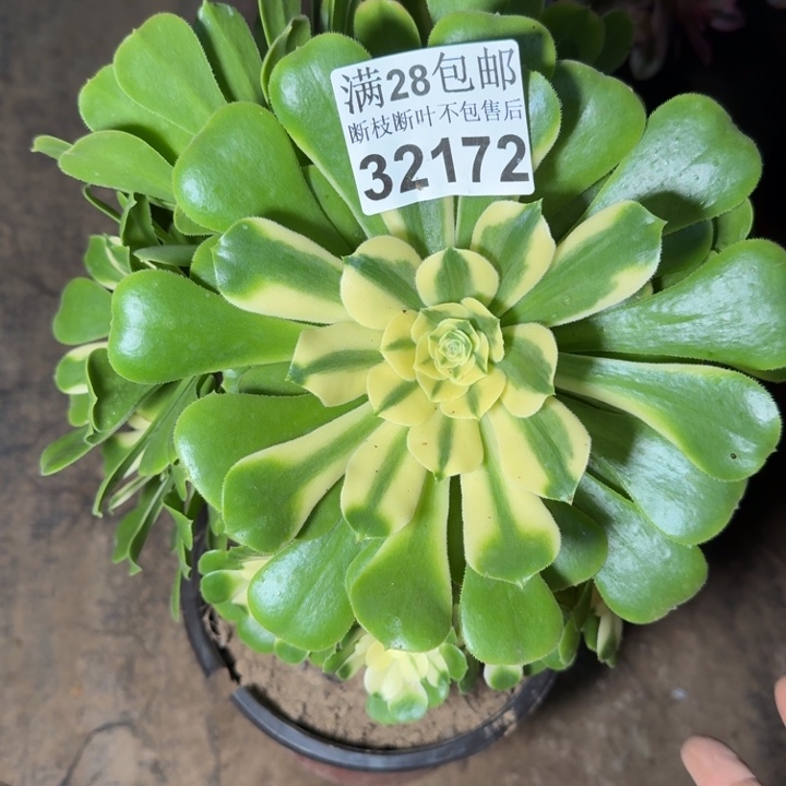 32172辛尼亚多肉植物