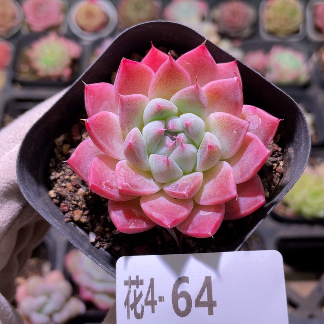花利美4-64西施单头