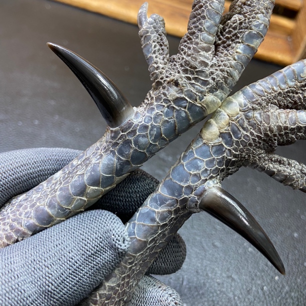 文玩鸡爪骨手把件（一对 处理好十天左右发货）