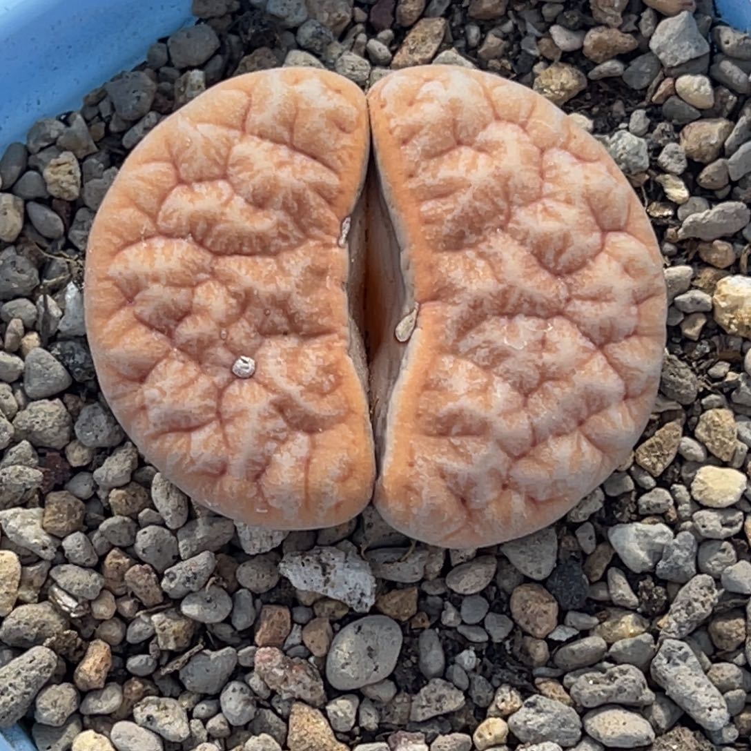 1770拿铁1891凹凸睫毛尺寸3.3