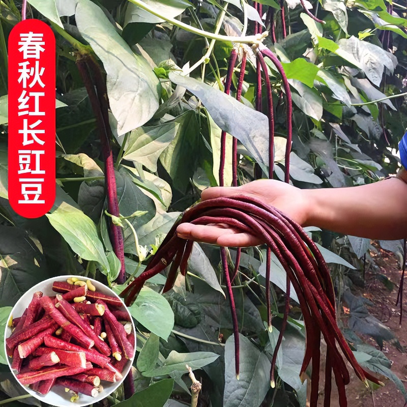 春秋红豇豆种子紫色红色长豇豆四季豆耐热耐寒农家庭院播种蔬菜籽