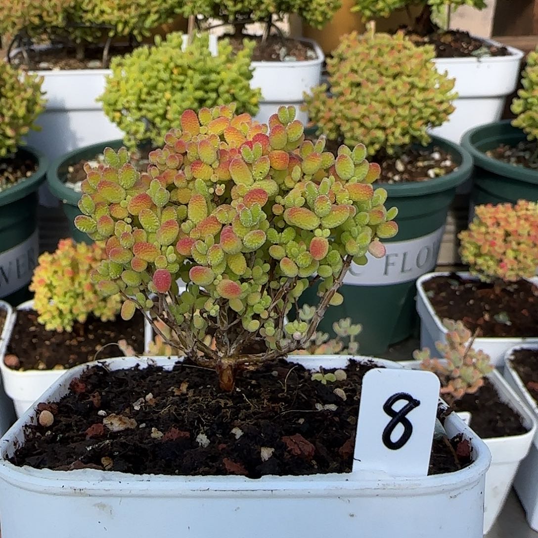 福利蜜橘糖球枝干番杏